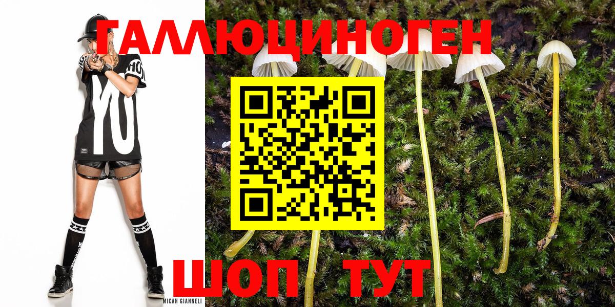 Псилоцибиновые грибы Psilocybine cubensis Протвино